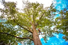 Professional Tree Services in Camdenton, MO